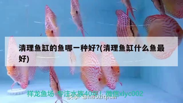 清理魚缸的魚哪一種好?(清理魚缸什么魚最好) 委內(nèi)瑞拉奧里諾三間魚苗