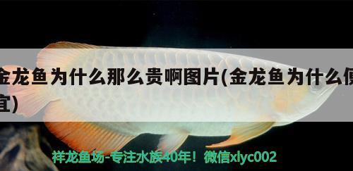 金龍魚為什么那么貴啊圖片(金龍魚為什么便宜) 泰龐海鰱魚