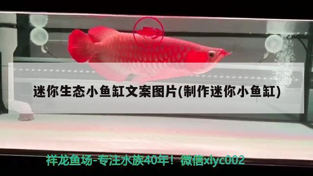 迷你生態(tài)小魚缸文案圖片(制作迷你小魚缸) 二氧化碳設(shè)備