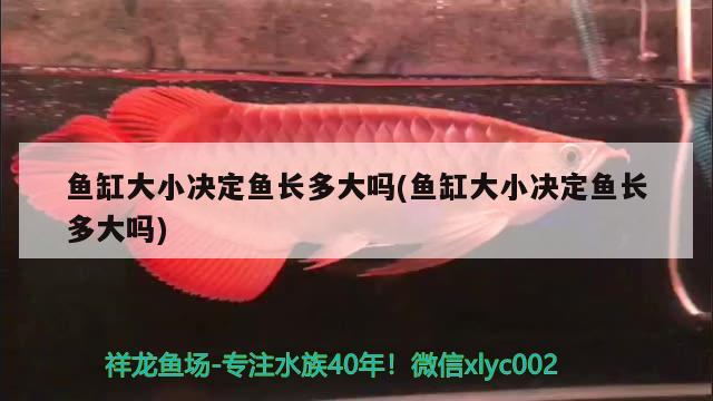 魚缸大小決定魚長多大嗎(魚缸大小決定魚長多大嗎) 麥肯斯銀版魚