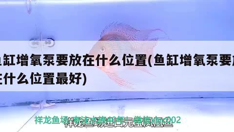 魚缸增氧泵要放在什么位置(魚缸增氧泵要放在什么位置最好) 金頭過背金龍魚 第2張