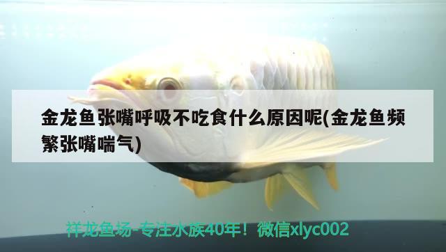 金龍魚(yú)張嘴呼吸不吃食什么原因呢(金龍魚(yú)頻繁張嘴喘氣)