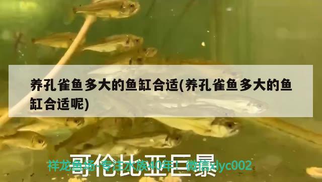 養(yǎng)孔雀魚多大的魚缸合適(養(yǎng)孔雀魚多大的魚缸合適呢) 其他益生菌