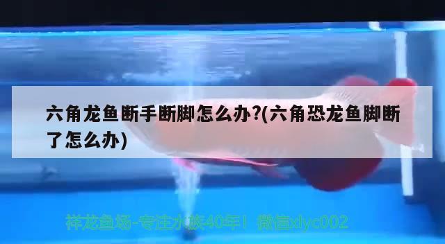 六角龍魚斷手?jǐn)嗄_怎么辦?(六角恐龍魚腳斷了怎么辦)