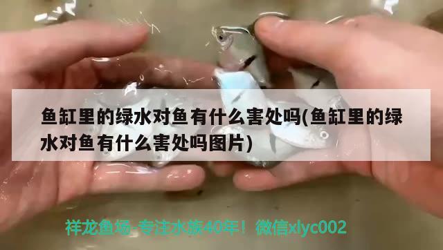 魚缸里的綠水對魚有什么害處嗎(魚缸里的綠水對魚有什么害處嗎圖片) 埃及神仙魚