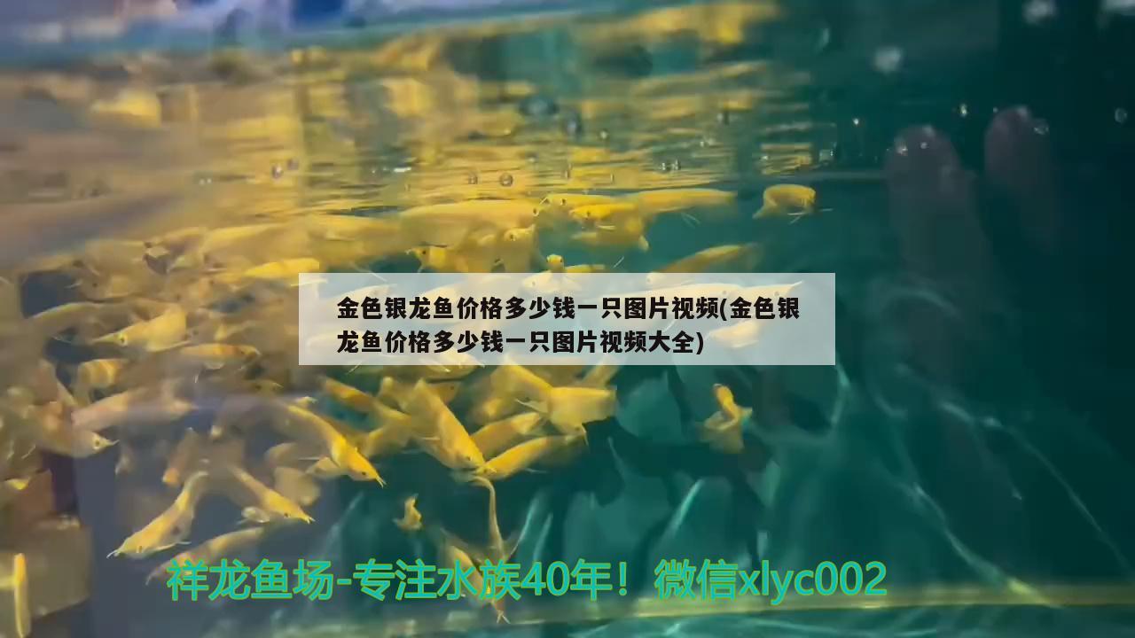 金色銀龍魚價(jià)格多少錢一只圖片視頻(金色銀龍魚價(jià)格多少錢一只圖片視頻大全) 銀龍魚