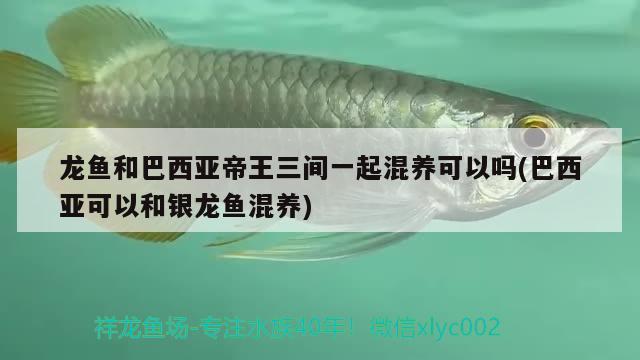 龍魚和巴西亞帝王三間一起混養(yǎng)可以嗎(巴西亞可以和銀龍魚混養(yǎng)) 巴西亞魚