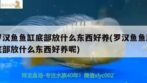 羅漢魚魚缸底部放什么東西好養(yǎng)(羅漢魚魚缸底部放什么東西好養(yǎng)呢) 羅漢魚