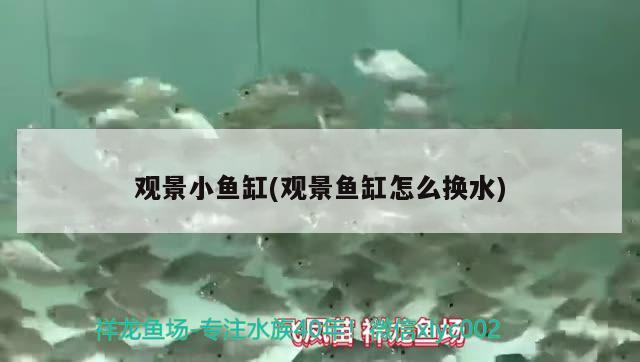 觀景小魚缸(觀景魚缸怎么換水) 祥龍水族護(hù)理水