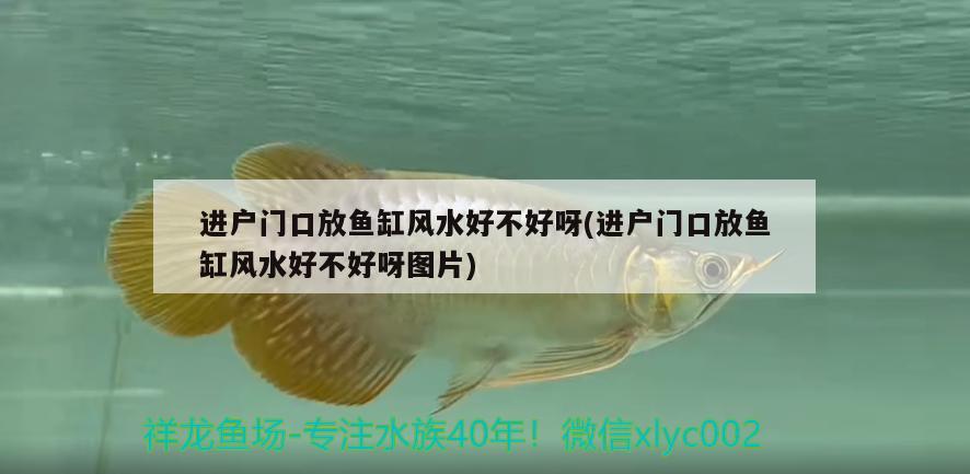 進(jìn)戶門口放魚缸風(fēng)水好不好呀(進(jìn)戶門口放魚缸風(fēng)水好不好呀圖片) 魚缸風(fēng)水