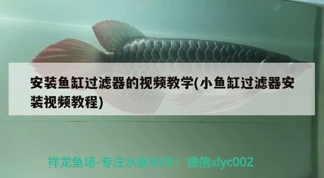 安裝魚缸過濾器的視頻教學(xué)(小魚缸過濾器安裝視頻教程)