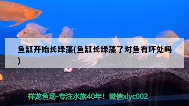 魚(yú)缸開(kāi)始長(zhǎng)綠藻(魚(yú)缸長(zhǎng)綠藻了對(duì)魚(yú)有壞處嗎)