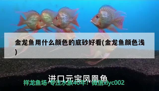 金龍魚用什么顏色的底砂好看(金龍魚顏色淺) 溫控設(shè)備