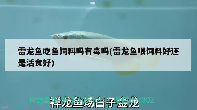 雷龍魚吃魚飼料嗎有毒嗎(雷龍魚喂飼料好還是活食好) 黃金夢幻雷龍魚