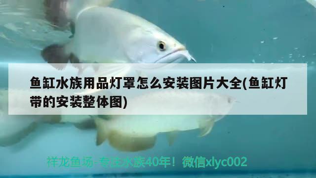 魚缸水族用品燈罩怎么安裝圖片大全(魚缸燈帶的安裝整體圖) 水族用品