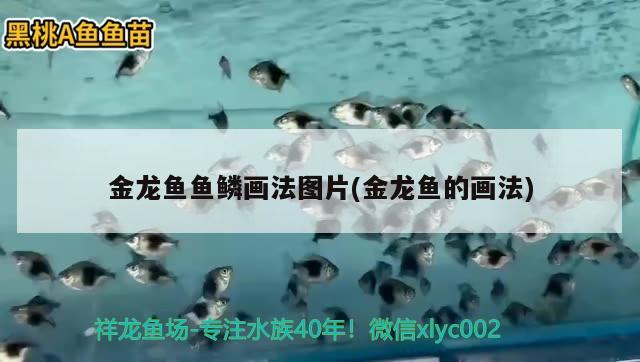 金龍魚魚鱗畫法圖片(金龍魚的畫法)