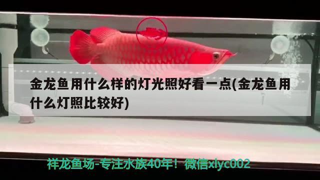 金龍魚用什么樣的燈光照好看一點(金龍魚用什么燈照比較好)