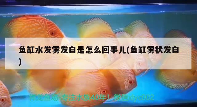 魚缸水發(fā)霧發(fā)白是怎么回事兒(魚缸霧狀發(fā)白) 白子銀龍魚苗