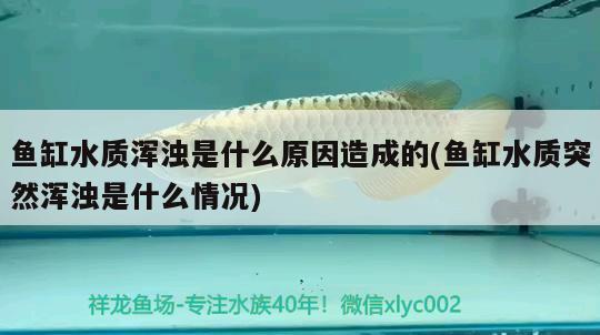 魚缸水質(zhì)渾濁是什么原因造成的(魚缸水質(zhì)突然渾濁是什么情況)