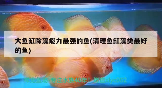 大魚缸除藻能力最強(qiáng)的魚(清理魚缸藻類最好的魚)