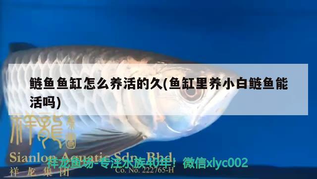 鰱魚魚缸怎么養(yǎng)活的久(魚缸里養(yǎng)小白鰱魚能活嗎) 黃金達摩魚