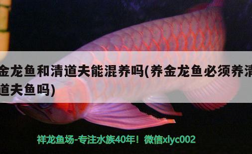 金龍魚和清道夫能混養(yǎng)嗎(養(yǎng)金龍魚必須養(yǎng)清道夫魚嗎) 觀賞魚進(jìn)出口