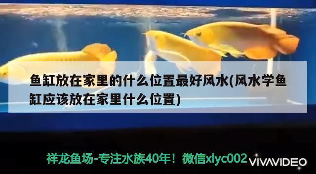 魚缸放在家里的什么位置最好風水(風水學魚缸應該放在家里什么位置) 魚缸風水