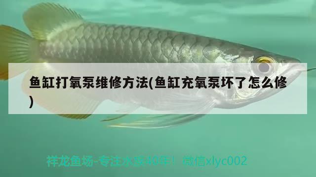 魚缸打氧泵維修方法(魚缸充氧泵壞了怎么修) 金頭過背金龍魚