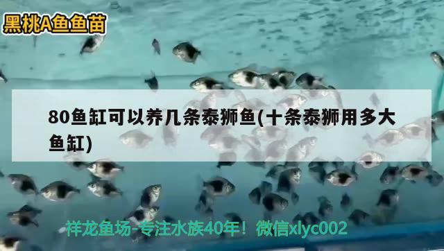 80魚(yú)缸可以養(yǎng)幾條泰獅魚(yú)(十條泰獅用多大魚(yú)缸)