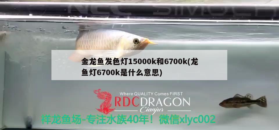 金龍魚發(fā)色燈15000k和6700k(龍魚燈6700k是什么意思) 狗仔（招財貓)魚苗