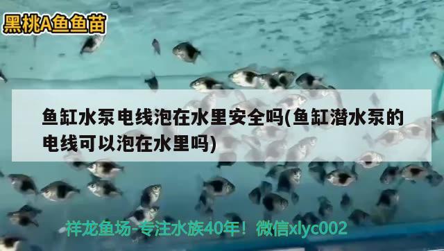 魚缸水泵電線泡在水里安全嗎(魚缸潛水泵的電線可以泡在水里嗎) 魚缸水泵