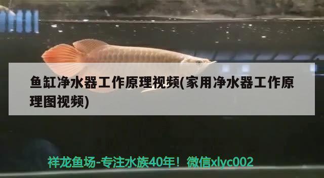 魚缸凈水器工作原理視頻(家用凈水器工作原理圖視頻) 印尼虎苗