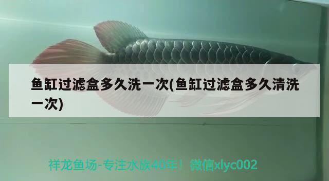 魚(yú)缸過(guò)濾盒多久洗一次(魚(yú)缸過(guò)濾盒多久清洗一次) 帝王迷宮魚(yú)