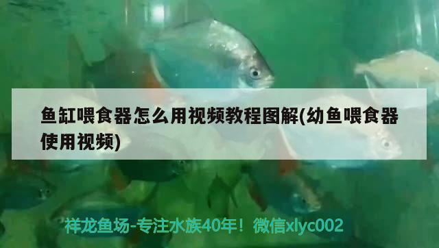 魚(yú)缸喂食器怎么用視頻教程圖解(幼魚(yú)喂食器使用視頻) 喂食器