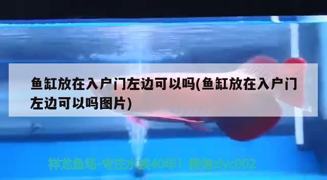 魚缸放在入戶門左邊可以嗎(魚缸放在入戶門左邊可以嗎圖片)