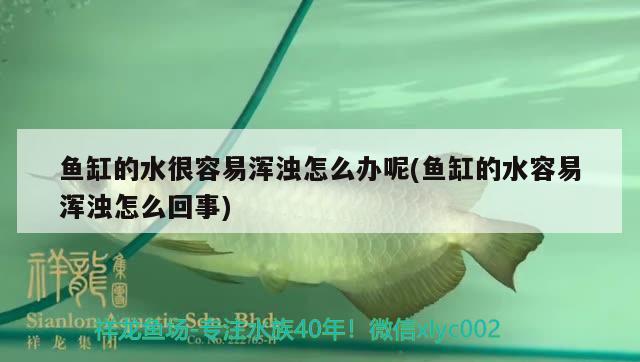 魚缸的水很容易渾濁怎么辦呢(魚缸的水容易渾濁怎么回事)