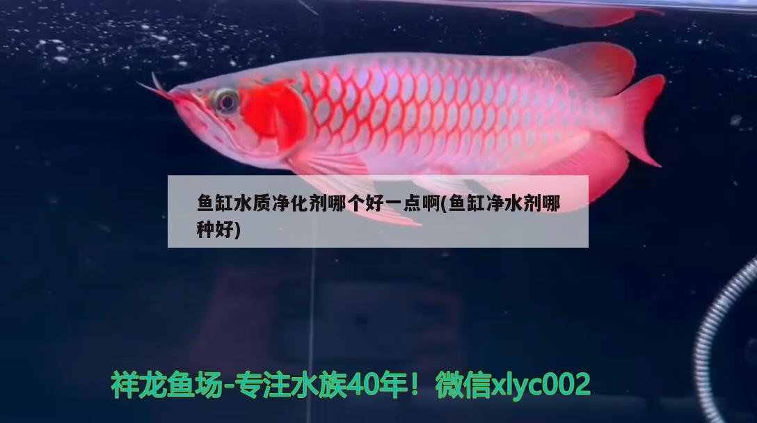 魚缸水質(zhì)凈化劑哪個(gè)好一點(diǎn)啊(魚缸凈水劑哪種好)