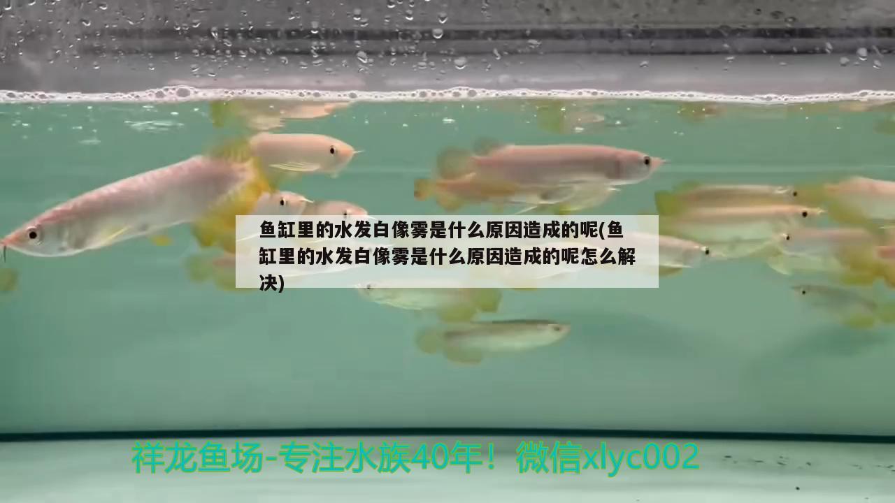 魚缸里的水發(fā)白像霧是什么原因造成的呢(魚缸里的水發(fā)白像霧是什么原因造成的呢怎么解決)