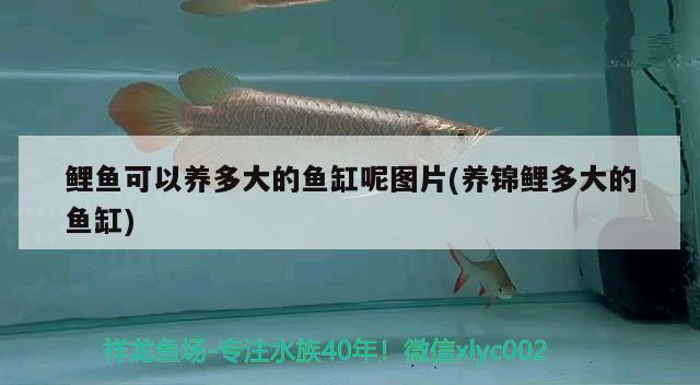 鯉魚(yú)可以養(yǎng)多大的魚(yú)缸呢圖片(養(yǎng)錦鯉多大的魚(yú)缸)