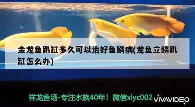 金龍魚趴缸多久可以治好魚鱗病(龍魚立鱗趴缸怎么辦)