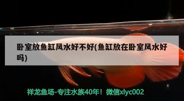 臥室放魚(yú)缸風(fēng)水好不好(魚(yú)缸放在臥室風(fēng)水好嗎)