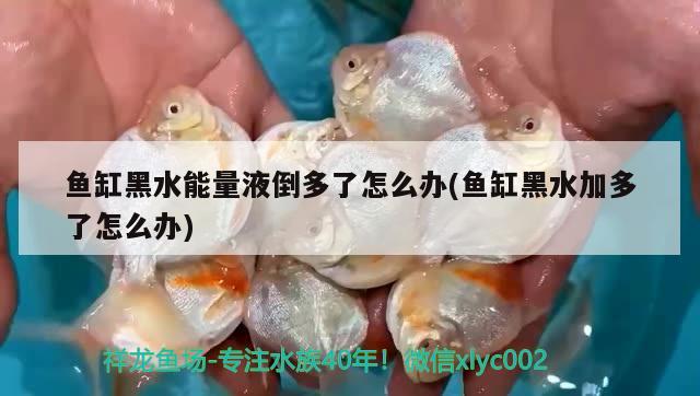 魚缸黑水能量液倒多了怎么辦(魚缸黑水加多了怎么辦)