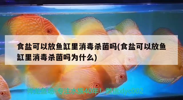 食鹽可以放魚缸里消毒殺菌嗎(食鹽可以放魚缸里消毒殺菌嗎為什么) 羅漢魚