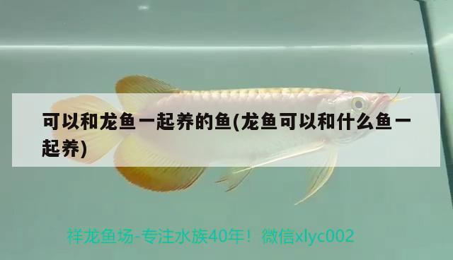 可以和龍魚一起養(yǎng)的魚(龍魚可以和什么魚一起養(yǎng)) 廣州觀賞魚魚苗批發(fā)市場