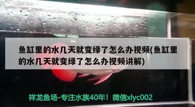 魚缸里的水幾天就變綠了怎么辦視頻(魚缸里的水幾天就變綠了怎么辦視頻講解) 除藻劑 第2張