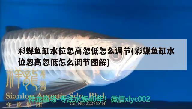 彩蝶魚(yú)缸水位忽高忽低怎么調(diào)節(jié)(彩蝶魚(yú)缸水位忽高忽低怎么調(diào)節(jié)圖解) 祥龍水族護(hù)理水