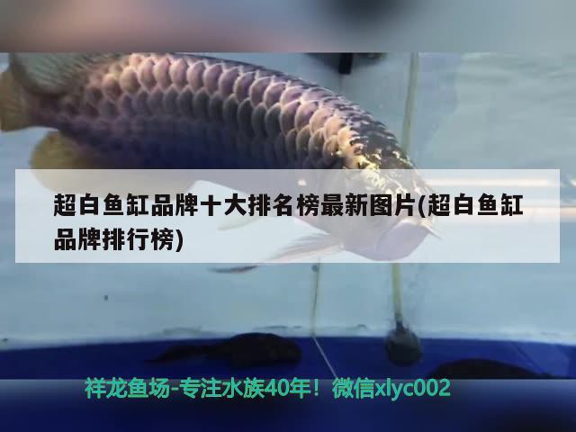 超白魚(yú)缸品牌十大排名榜最新圖片(超白魚(yú)缸品牌排行榜)