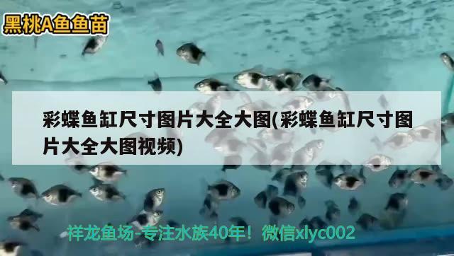 彩蝶魚缸尺寸圖片大全大圖(彩蝶魚缸尺寸圖片大全大圖視頻)