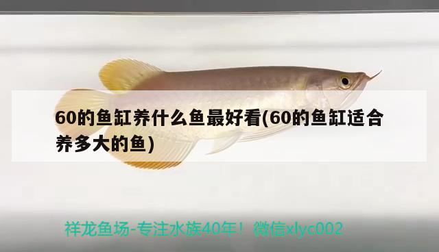 60的魚(yú)缸養(yǎng)什么魚(yú)最好看(60的魚(yú)缸適合養(yǎng)多大的魚(yú)) 錦鯉魚(yú)