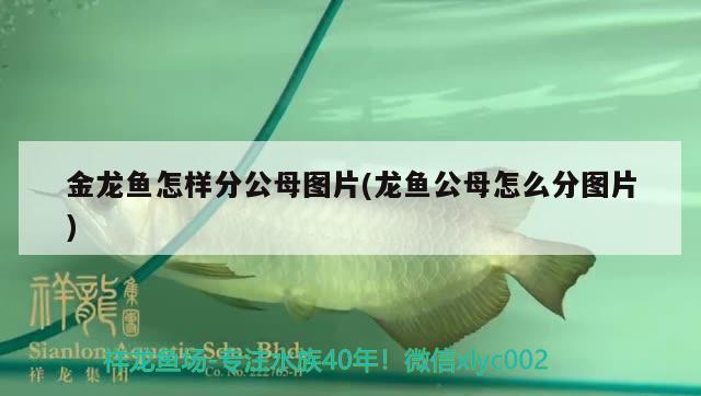 金龍魚怎樣分公母圖片(龍魚公母怎么分圖片) 藍(lán)底過背金龍魚